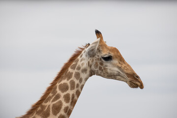 une girafe dans le Parc National Kruger, Afrique du Sud