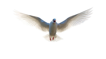 Obraz premium white dove isolated on white