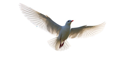 Obraz premium white dove isolated on white background