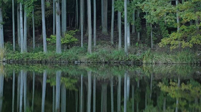 Lake in the forest, scenery reflected on the surface of the water