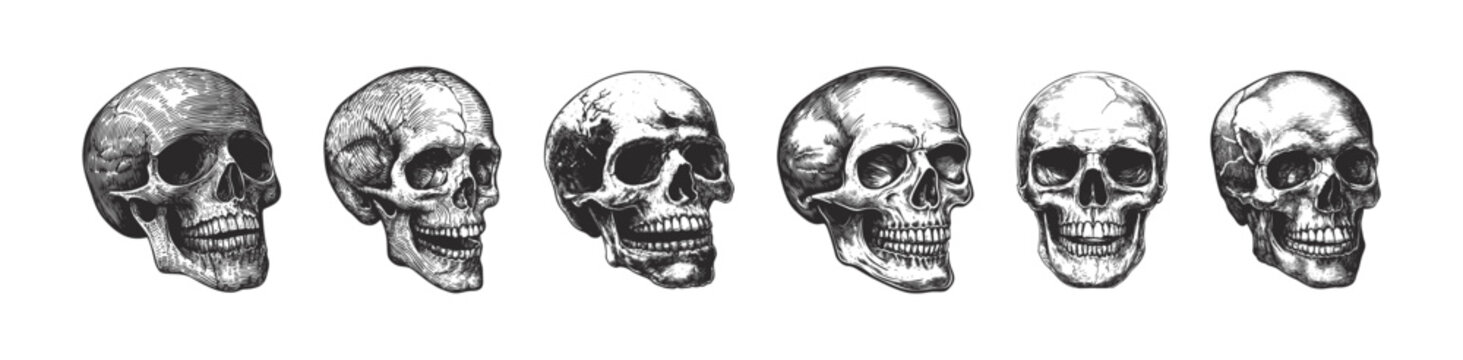 Set illustration skull head with engraving. Hand drawn anatomical skulls in different projection, monochrome tattoo artwork, anatomy face halloween horror vector elements. Engraved human skull 