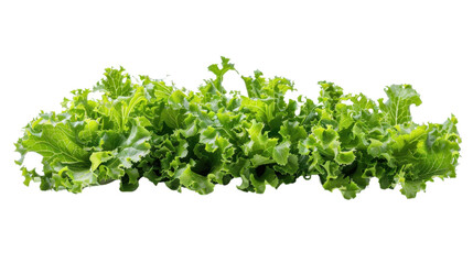Obraz premium Lettuce on white transparent background