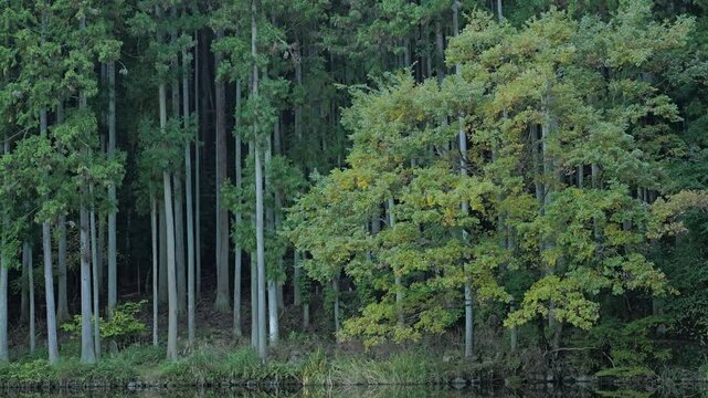 Lake in the forest, scenery reflected on the surface of the water