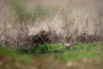 A bird is walking on the grass in a field