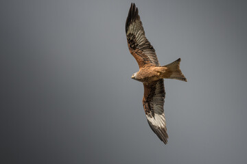 A bird is flying in the sky