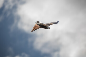 Obraz premium A bird is flying in the sky with a cloudy background