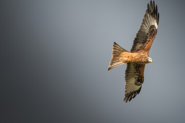 A bird is flying in the sky
