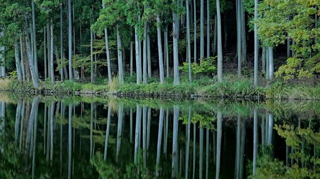 Lake in the forest, scenery reflected on the surface of the water