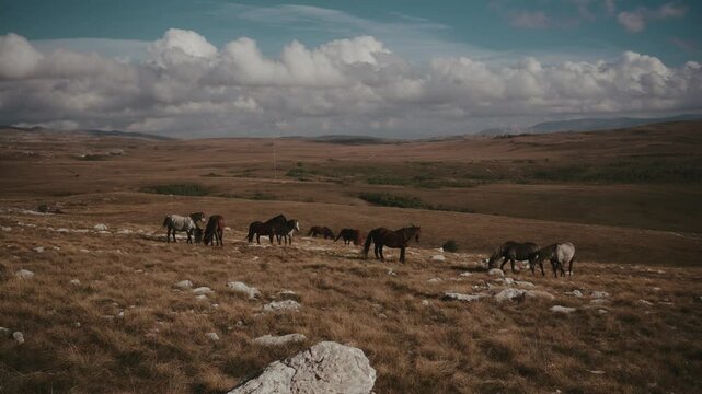 Beautiful wild horses in nature compilation of b-roll shots