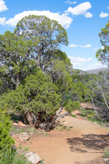 Fototapeta premium Desert Footpath on the rim Black Canyon in Gunnison National Park, Colorado, USA