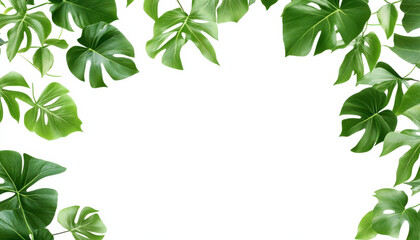 Fototapeta premium Lush green leaves frame blank white background, creating fresh and vibrant atmosphere perfect for nature themed designs