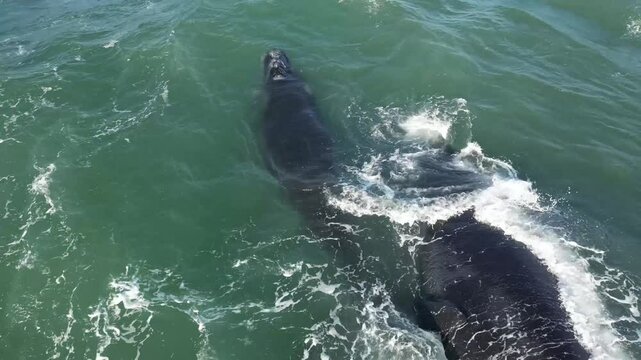 A whale surfaces in the ocean on a sunny day