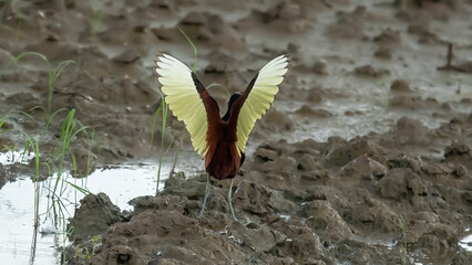 Long-legged Wattled jacana in its natural habitat at the equator