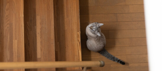 階段の前で座って見上げる可愛い猫　シャムトラ猫