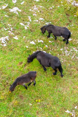 Vertical photo of three black horses grazing on mountain slopes. Autumn nature background. Croatia, Gorski Kotar
