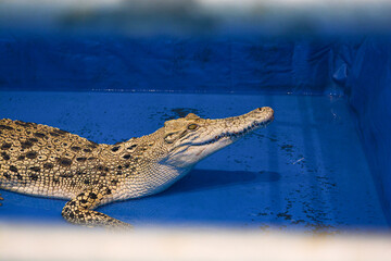 White Crocodile, Albino Crocodile Exhibition in the Zoo