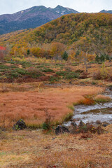 美しく紅葉する乗鞍高原