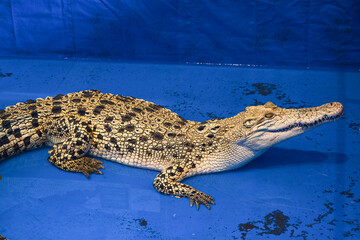 White Crocodile, Albino Crocodile Exhibition in the Zoo