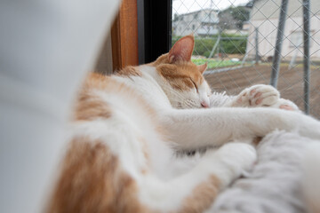 窓辺で眠る猫　茶トラ白
