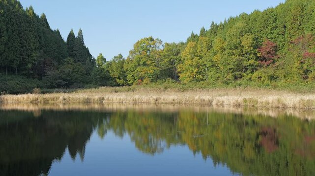 Lake in the forest, scenery reflected on the surface of the water