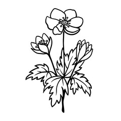 Forest Anemone flower black line drawing sketch isolated on white. Hand drawn outline of single plant with stem and leaves. Vector clipart for spring flowers illustration, floral design.