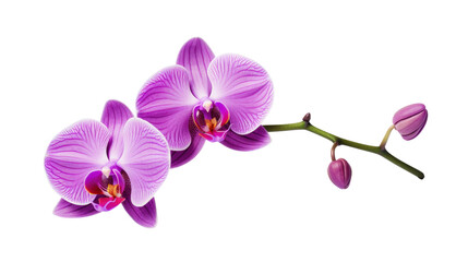 Obraz na płótnie Canvas Beautiful pink orchid flower arrangement on a white isolated background.