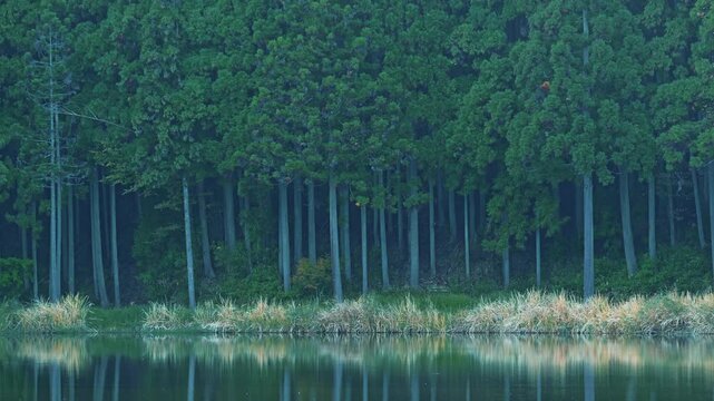 Lake in the forest, scenery reflected on the surface of the water