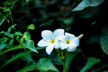 white flower in the garden