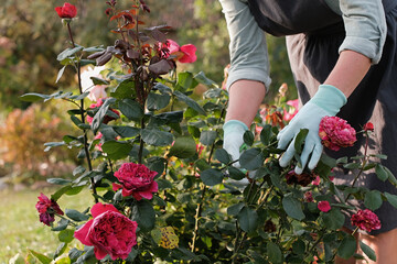 A woman gardener shapes her blossoming rose plants, pruning them for optimal health and beauty.