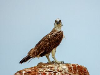 Eastern Osprey (Pandion haliaetus) in Australia