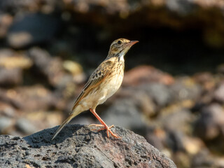 Australasian Pipit (Anthus novaeseelandiae) in Australia