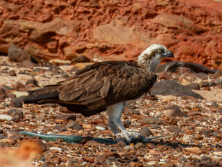 Eastern Osprey (Pandion haliaetus) in Australia