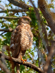 Brown Goshawk (Accipiter fasciatus) in Australia