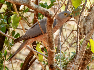 Brown Goshawk (Accipiter fasciatus) in Australia