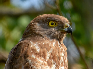 Brown Goshawk (Accipiter fasciatus) in Australia