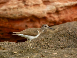 Common Sandpiper (Actitis hypoleucos) in Australia