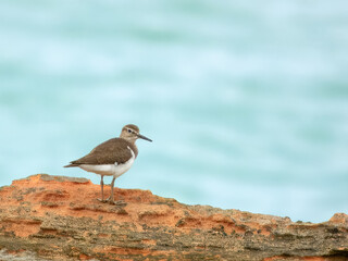 Common Sandpiper (Actitis hypoleucos) in Australia