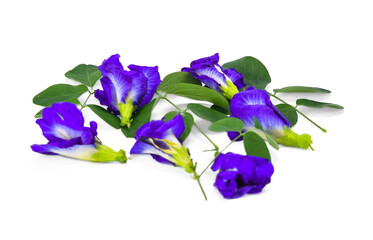 Closeup butterfly pea flower (blue pea, bluebellvine, cordofan pea, clitoria ternatea) with green...
