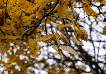 Close up of leaves on leaves