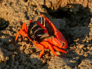 Flame-backed Fiddler Crab (Tubuca flammula)