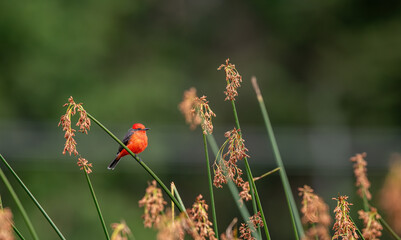 Detailed Photo of a Rufous Flycatcher (Pyrocephalus rubinus) Perching on a Tree Branch, unique bird, cute bird, bird on tree, perching bird