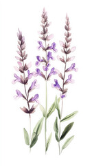 Fototapeta premium Salvia Sage detailed hand drawn pastel watercolor botanical image, medicinal herbs, light background. Generative AI