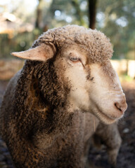 close up of a sheep in a field