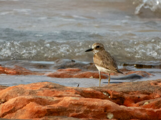 Greater Sand Plover (Charadrius leschenaultii) in Australia