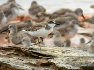 Greater Sand Plover (Charadrius leschenaultii) in Australia