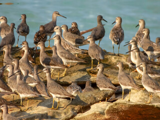 Grey-tailed Tattler (Heteroscelus brevipes) in Australia