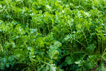 young radish on the farm of the Buddhist temple