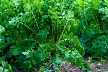 young radish on the farm of the Buddhist temple