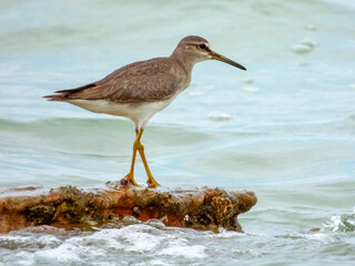 Grey-tailed Tattler (Heteroscelus brevipes) in Australia