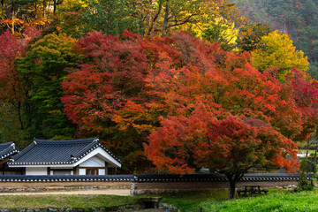 Autumn maple tree in the Buddhist temple